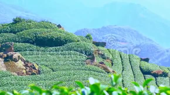 美丽的绿茶作物花园以蓝天和云彩排场为鲜茶产品背景设计理念复制空间视频的预览图