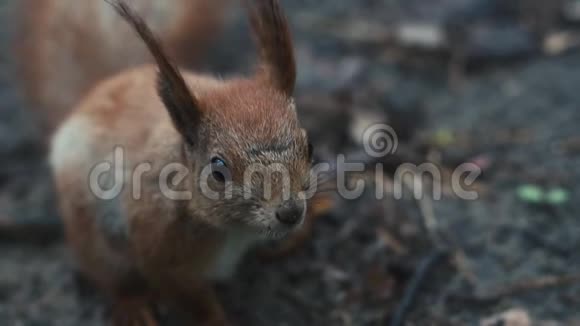 近距离拍摄坐着呼吸的红松鼠视频的预览图