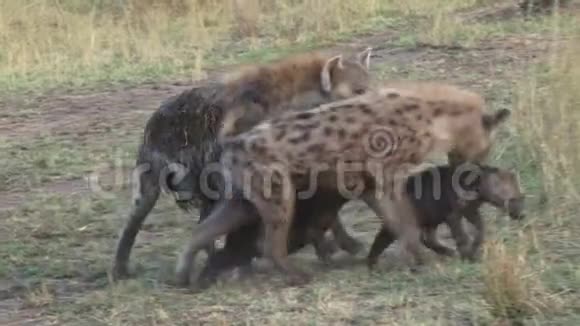 鬣狗在他们的巢穴相遇视频的预览图