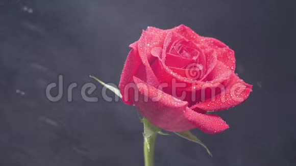 水滴在红色旋转的玫瑰上覆盖着黑色烟雾弥漫的背景视频的预览图