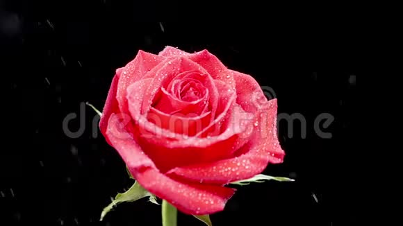 从黑色背景上美丽的红玫瑰的一侧落下的水滴视频的预览图
