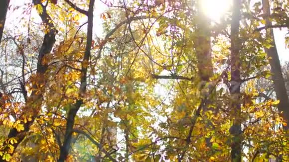 黄色的秋叶在阳光下的树上温暖的秋日视频的预览图