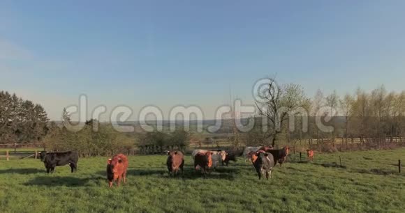 奶牛放在绿色牧场上视频的预览图