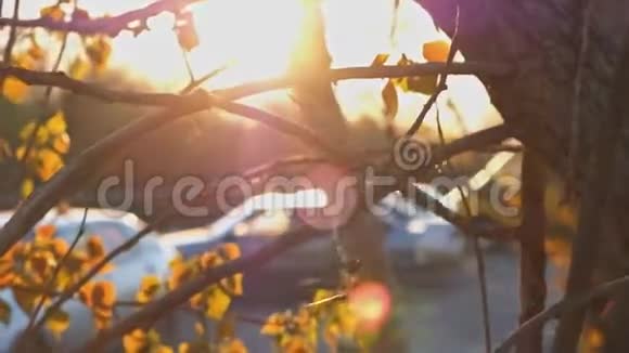 夕阳西下小树叶随风飘动停车场开着在枫树的枝头闪烁视频的预览图