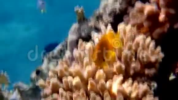 海金鱼视频的预览图