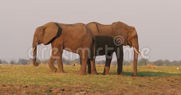 非洲灌木丛象非洲罗索顿塔Loxodontaafricana对赞比亚附近津巴布韦的赞比西河畔的两头大象视频的预览图