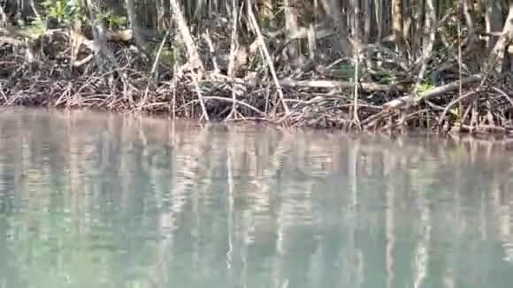 有阳光的红树林的根视频的预览图