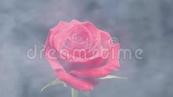 白烟漂浮在布满水滴的红玫瑰周围视频的预览图