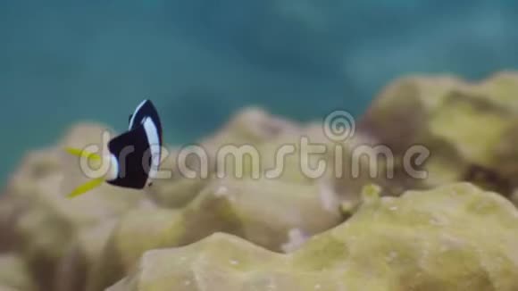 海葵鱼在海底海底的珊瑚礁上游泳在珊瑚礁背景上关闭小丑鱼野野野视频的预览图