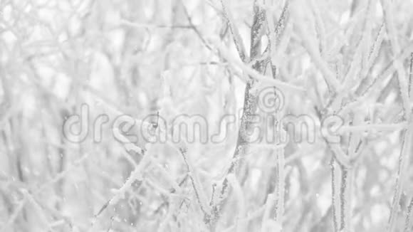 雪花落在冬天冻僵的灌木丛中视频的预览图