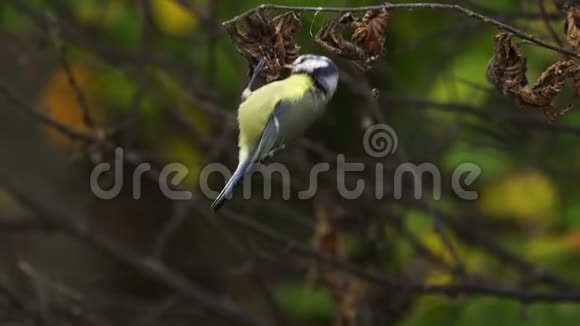 鸟欧亚蓝色的蓝雀蓝雀在树枝上跳跃寻找食物视频的预览图