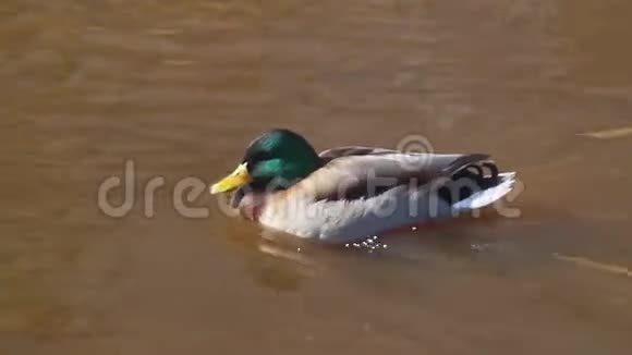 鸭鸭在春天漂在河上视频的预览图