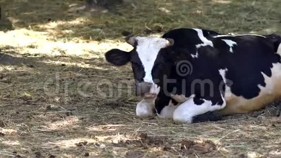 奶牛躺在牧场上嚼着土视频的预览图