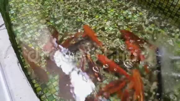 金鱼在游泳池里游泳池底有小石子和金鱼视频的预览图
