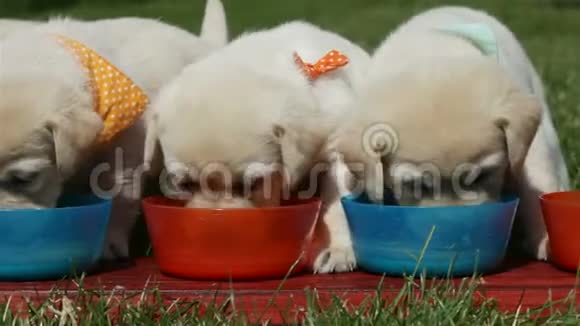 可爱的拉布拉多小狗在户外吃着碗视频的预览图