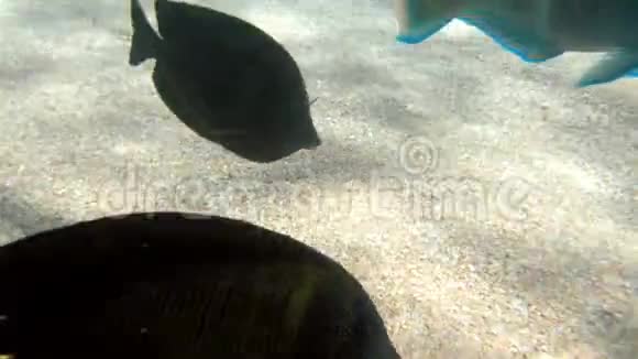 特写4k镜头美丽的五颜六色的鱼在沙质海底游来游去视频的预览图