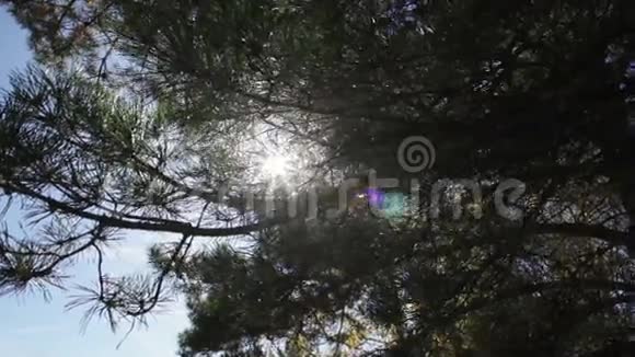 阳光穿过黑暗的森林视频的预览图