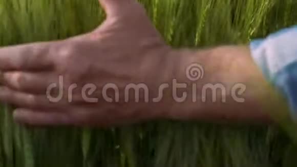 有人在摸麦片农业农耕理念特写镜头视频的预览图