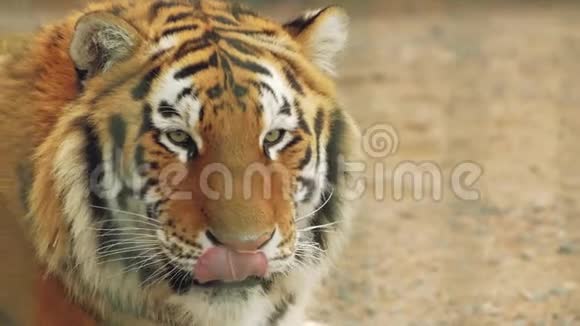 阿穆尔虎在舔一只老虎的美丽肖像视频的预览图