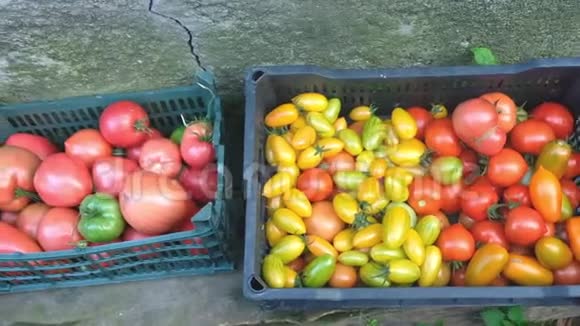 秋天在一个季节性蔬菜市场的一个盒子里放着条状的黄绿色西红柿视频的预览图