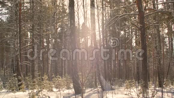 在阳光的背景下雪花缓缓飘落在雪林中视频的预览图