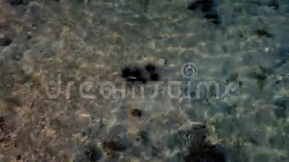 4k摄像机拍摄的画面覆盖海底的熊和珊瑚视频的预览图