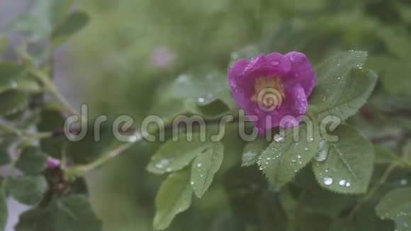 在绿林背景下柔和柔和的玫瑰粉红色的花朵库存录像绽放着美丽的花朵视频的预览图