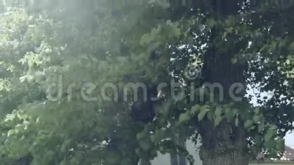 大树的树冠从底部看视频的预览图