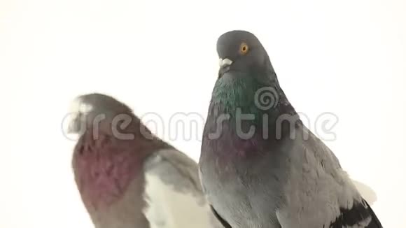 两只灰色鸽子视频的预览图