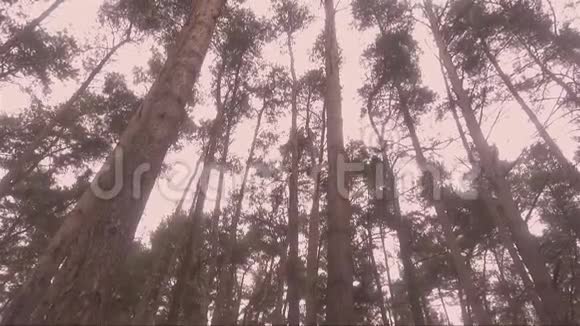 森林里高大的松树视频的预览图