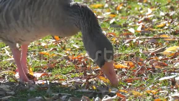 有趣的灰鹅在初秋在院子里吃草青草上落叶视频的预览图