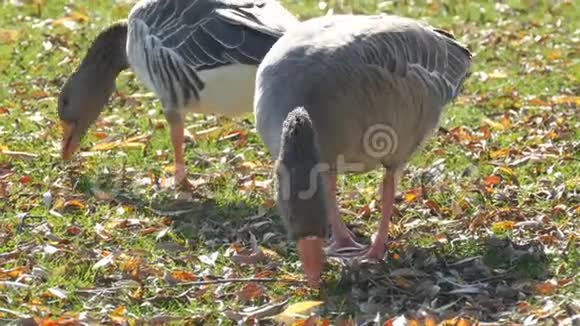 有趣的灰鹅在初秋在院子里吃草青草上落叶视频的预览图