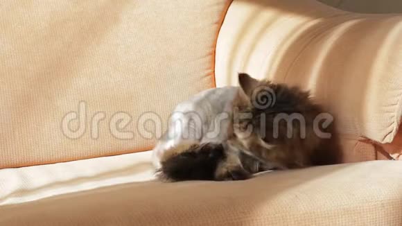 睡猫在沙发上玩玩具视频的预览图