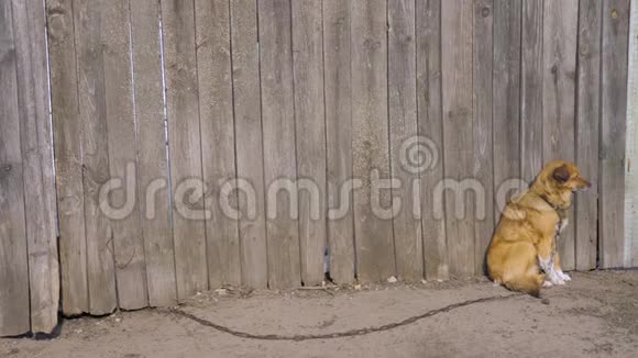 没有血统的棕色狗坐在木栅栏旁链子上没有束缚的动物背景是高木灰色的粪便视频的预览图