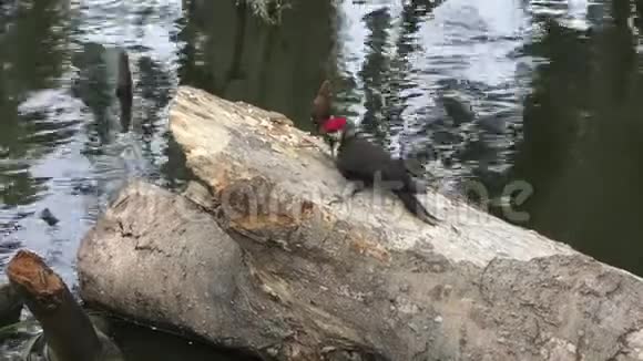 在佛罗里达堆放的啄木鸟饲料视频的预览图