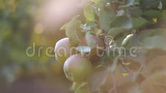 夏天或秋天的花园里在日落特写4k的时候在树枝上挂着诱人的多汁的红苹果视频的预览图