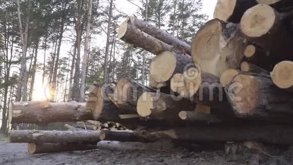 在夕阳的映衬下森林里有一大摞原木用来采伐出口木材和工业用木材视频的预览图