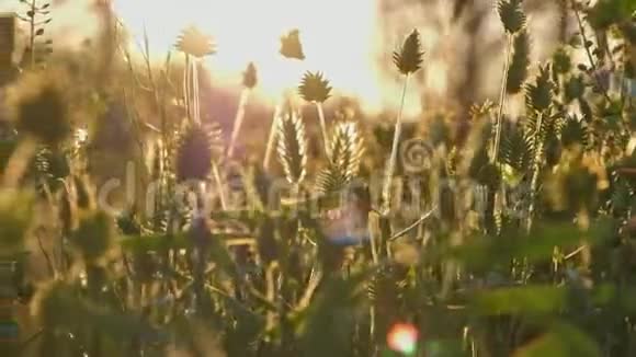 多种野生草地在日落光线下实时生长水平拍摄视频的预览图