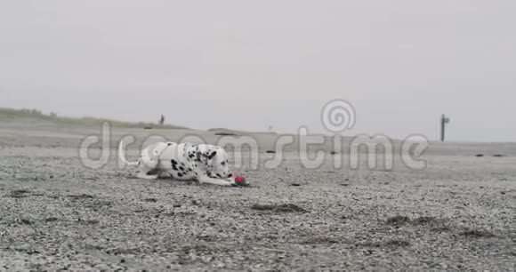 可爱的小达尔马提亚狗在海滩上玩玩球在镜头前奔跑视频的预览图