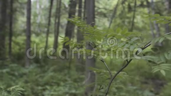接近生长在夏季绿林中的灌木叶库存录像森林里美丽的新鲜植物视频的预览图