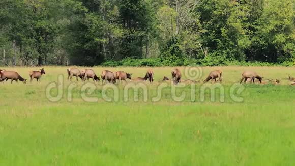 在华盛顿州的大草地上成群的麋鹿群和鸟群视频的预览图