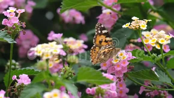 蝴蝶从花中收集花粉视频的预览图