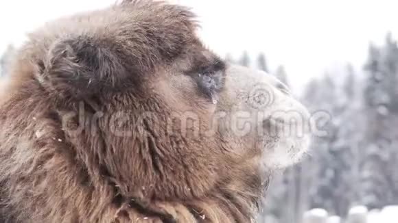 一只骆驼在冬天看着一片雪林视频的预览图