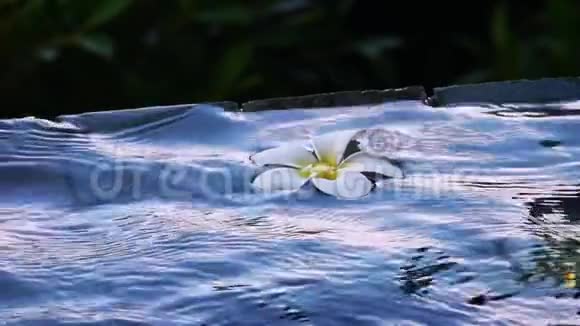 Frangipani花也被称为游泳池漂浮的梅花视频的预览图