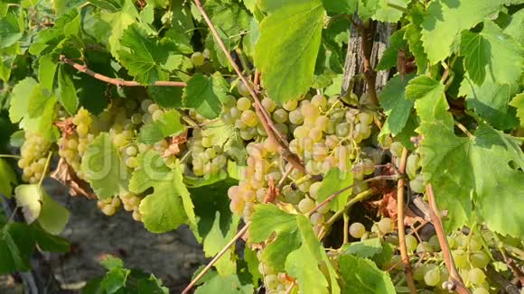 葡萄藤上的一串葡萄在日落时生长在葡萄园里夏末葡萄上的白葡萄酒葡萄收获和葡萄酒视频的预览图