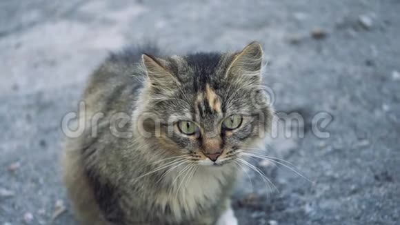 成年无家可归的单身猫视频的预览图