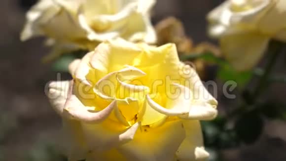 美丽的黄色玫瑰在夏天在花园里盛开特写镜头花卉经营理念美丽的花朵绽放视频的预览图