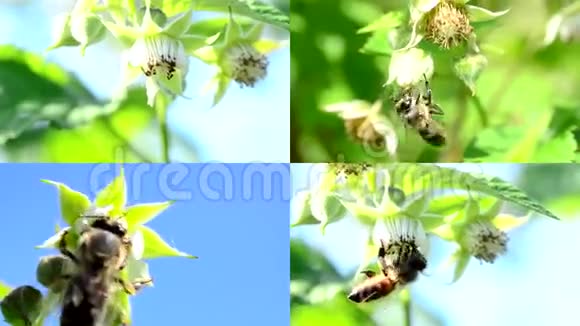 蜜蜂授粉覆盆子多屏幕组成视频的预览图