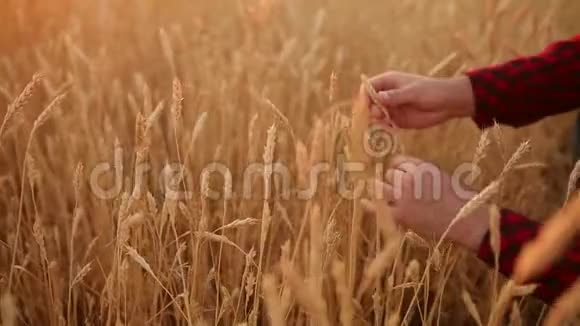 农学家手握着麦穗在金色的田野里整理麦穗幸福的农夫关心他的庄稼视频的预览图