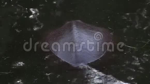 河马在河里休息视频的预览图